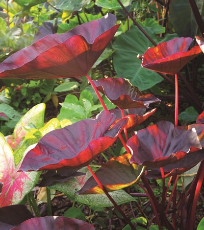 Elephant Ear Tea Party